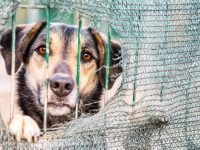 La crisi dei rifugi nel 2025: perché molti cani restano in attesa di una casa
