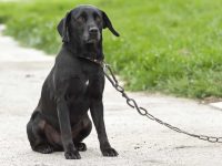 Addio catene: in Italia pene più severe per maltrattamenti e abusi sugli animali