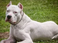 In arrivo norme regionali su ‘cani a gestione complessa’: patentino obbligatorio per 27 razze in Lombardia
