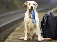 Viaggiare con il cane in Europa: cosa sapere nel 2025 tra passaporto, vaccini e regole