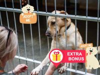 Roma lancia voucher da 500 € per chi adotta un cane o gatto da rifugio: ecco come funziona