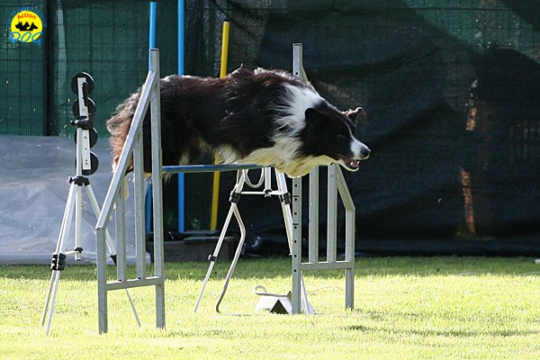A.S.D. LuccAgility Dog