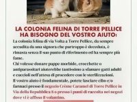 Colonia felina di Torre Pellice: urgente richiesta di pappe e aiuti (Torino)