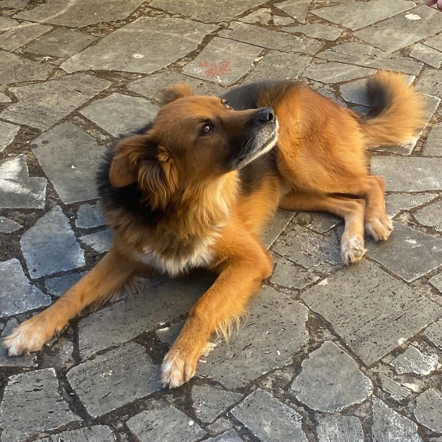𝗙𝘂𝗹𝗺𝗶𝗻𝗲 (𝟵 𝗮𝗻𝗻𝗶) – 𝗖𝗮𝗻𝗲 𝗱𝗮 𝗮𝗱𝗼𝘁𝘁𝗮𝗿𝗲 𝗮 𝗟𝗮𝘁𝗶𝗻𝗮