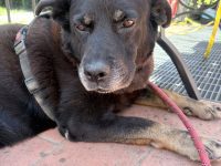 Joy – Cane di 12 anni da Altopascio (Lucca) in cerca di nuova famiglia (Settembre 2026)