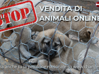 STOP ALLA VENDITA DI ANIMALI ONLINE.png
STOP ALLA VENDITA DI ANIMALI ONLINE.png supera la dimensione massima di caricamento per questo sito.
Ignora gli errori
Fermiamo la vendita online di animali: tutti possiamo agire firmando la petizione nazionale