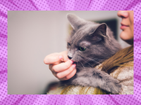 Perché il gatto fa la pasta? 🐱💛 Significato, emozioni e comportamento