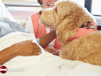 Sedute di chemio con il cane accanto: parte il progetto sperimentale a Treviso