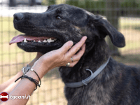 Tigro – Cane in cerca di famiglia in Toscana (Settembre 2026)