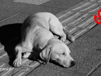 Cosa fare se trovi un cane da solo per strada: la guida pratica per intervenire nel modo giusto